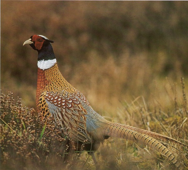 oiseaux des prairies et des champs — free download